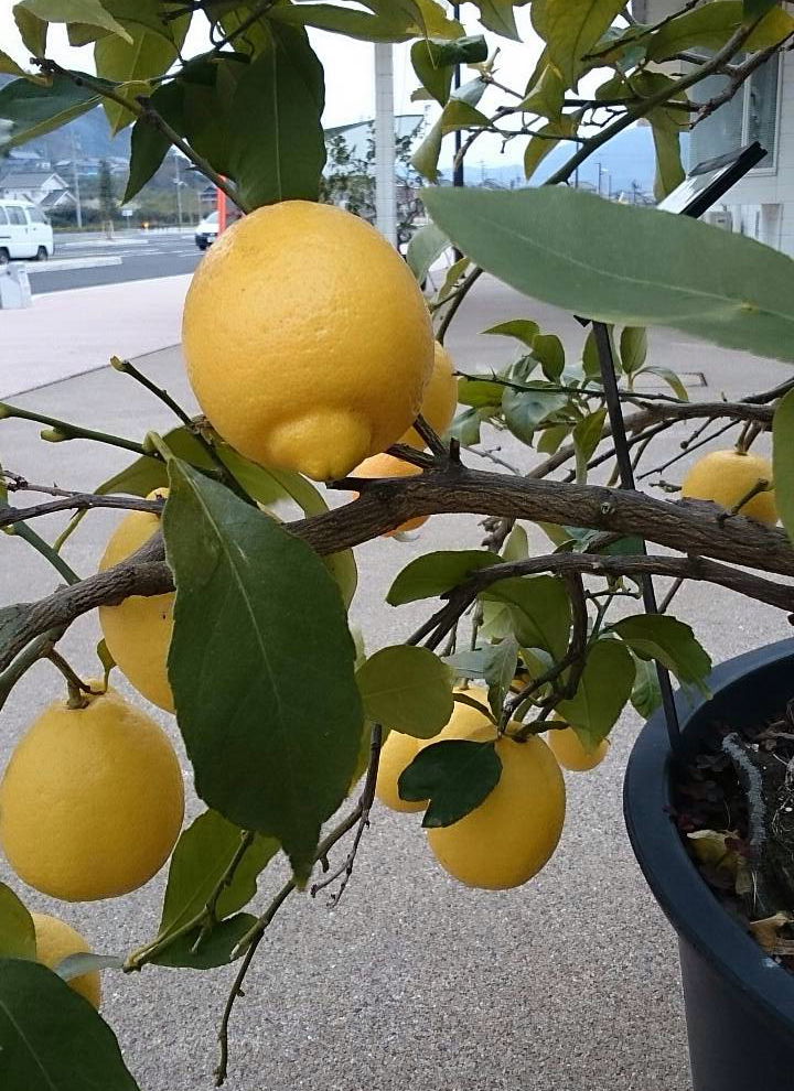 瀬戸田サンセットビーチ愛称「しまなみレモンビーチ」に決定！レモンの生産量日本一の島生口島をPR