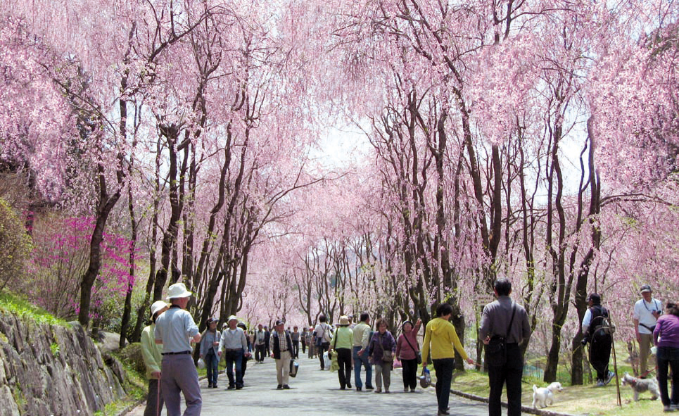 4月1日いよいよオープン！250本のしだれ桜の並木道“桜まつり2015”世羅 甲山ふれあいの里