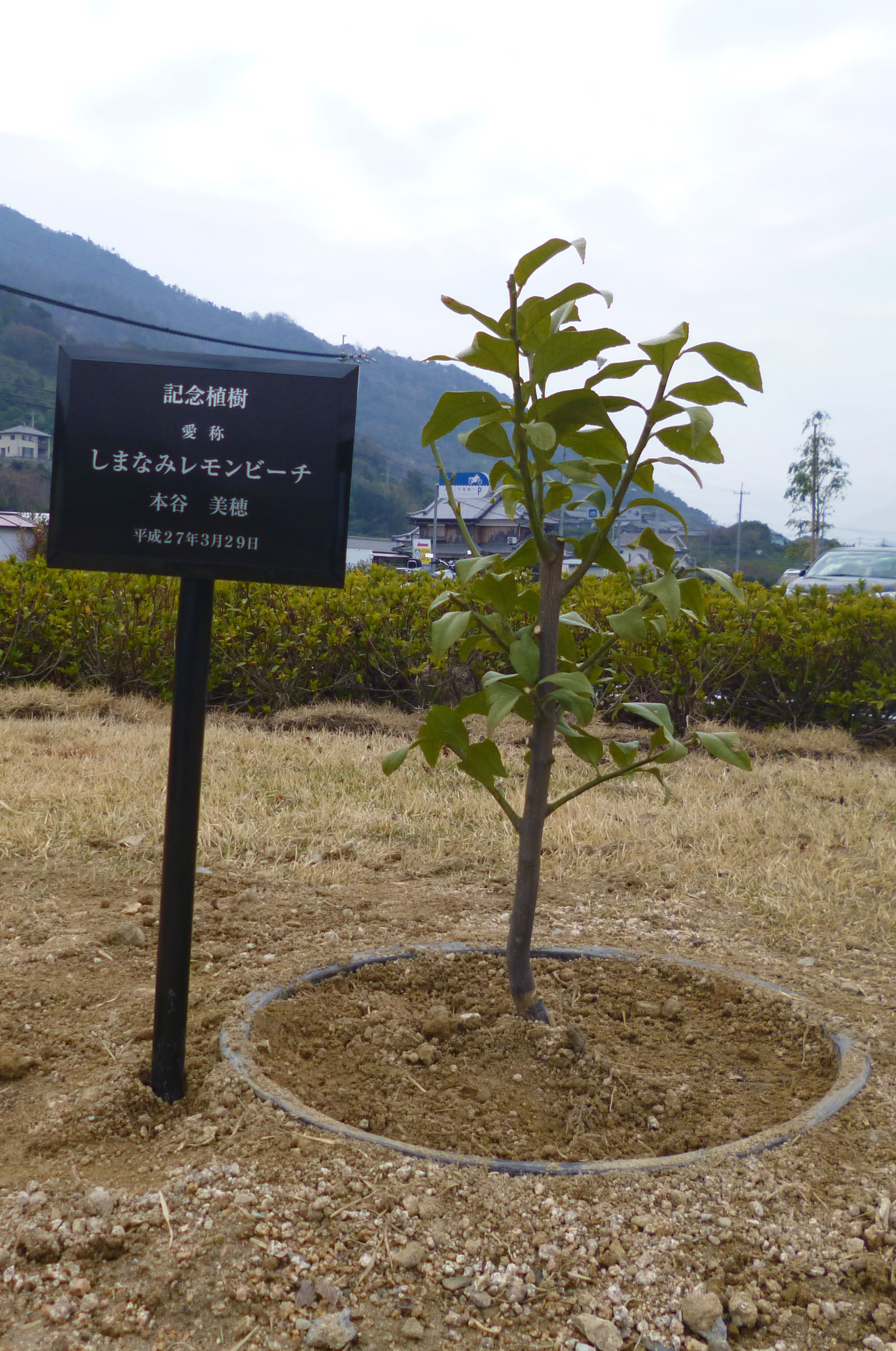 しまなみレモンビーチ記念植樹会・カヤック体験開催～シーズン到来！瀬戸田サンセットビーチ