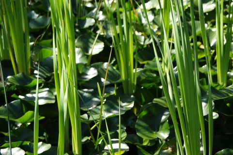 「5月5日こどもの日」無病息災とリラックス効果“菖蒲の湯”端午の節句は神勝寺温泉昭和の湯できまり！